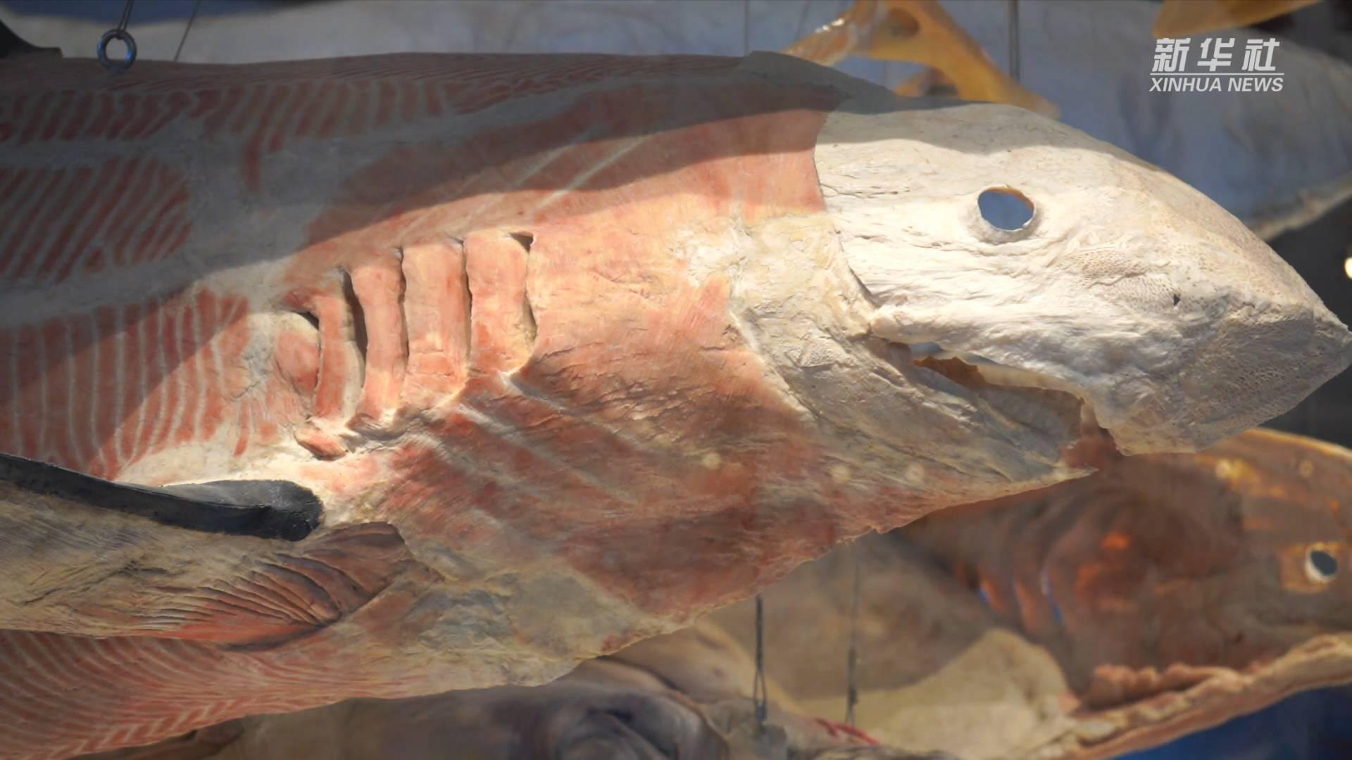 走进国家海洋博物馆鲨鱼是如何进行繁殖的