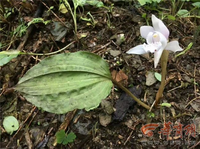 陕西公布最新植物“家底” 29种极度濒危104种濒危__凤凰网