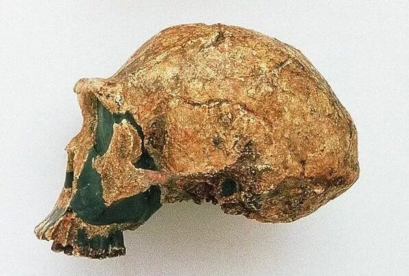 发现沉埋了几十万年的中国猿人的头盖骨化石,在科学界引起轰动,因为这