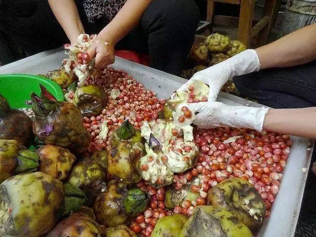 "脾气"很大的鸡头米,难得的"水八仙"