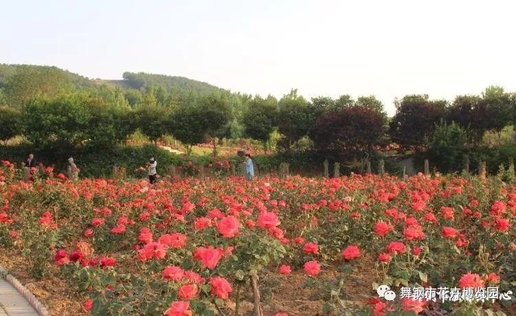 舞钢市牤牛岭风情花博园10月19日——27日免门票,惊喜连连送