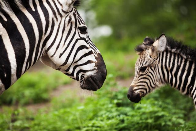 十一小长假怎么玩?送你一份超好玩的沈阳森林动物园游园攻略