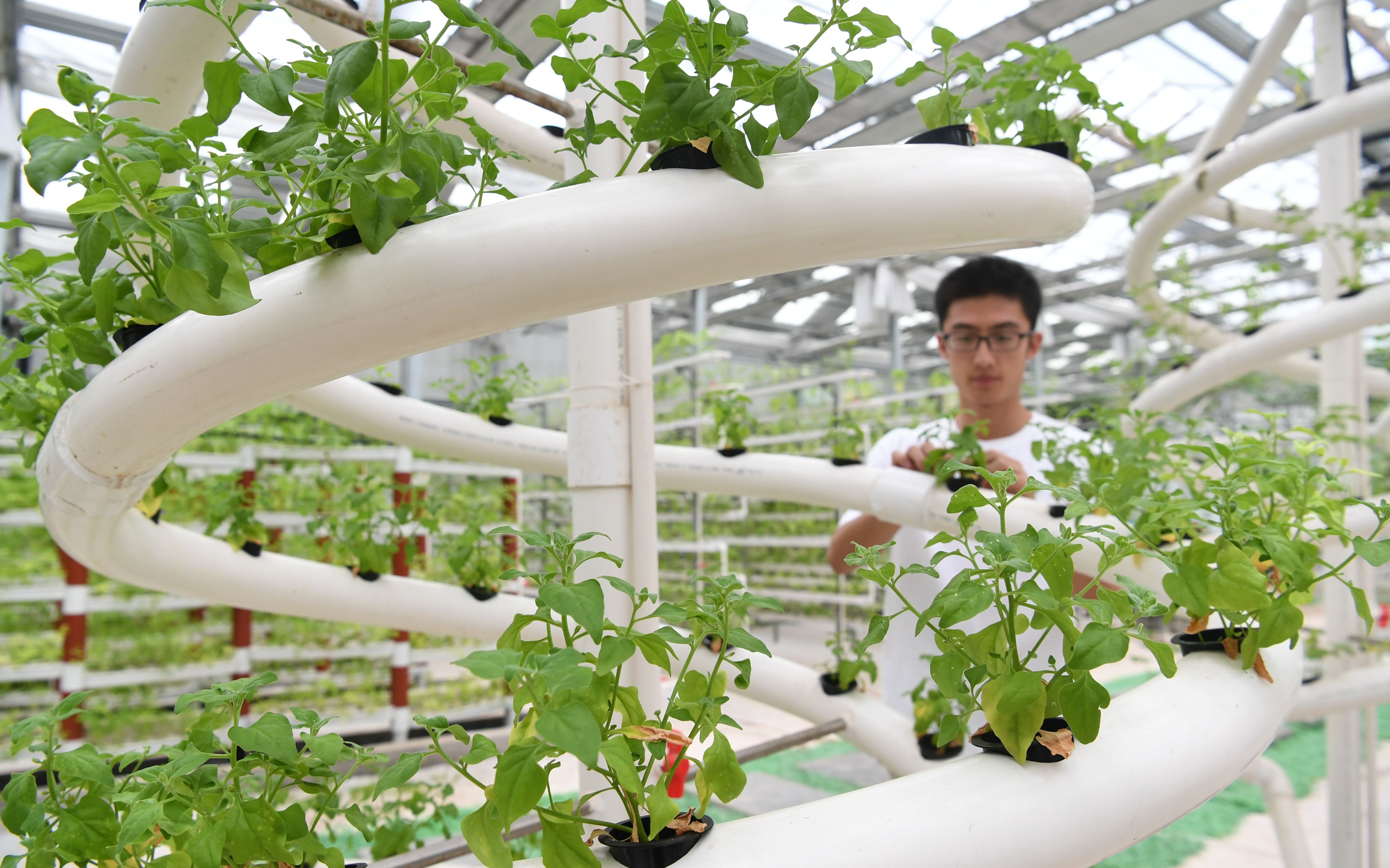 新京报讯(记者 王纪辛 王颖)临近中秋,气温下降明显,尽管已经过了露地