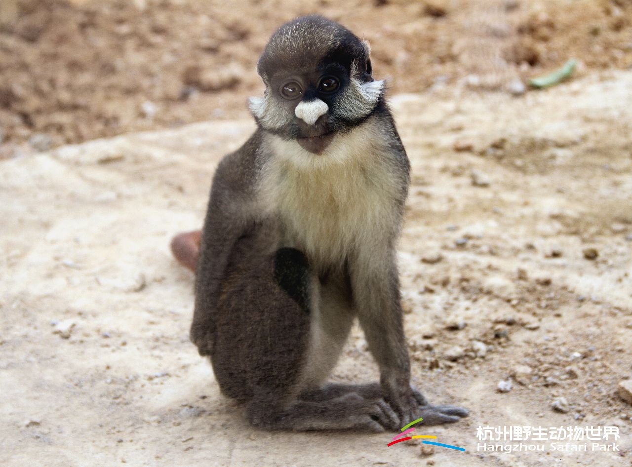 由杭州野生动物世界倾力打造的新展区"探秘非洲顽猴",将于10月1日正式
