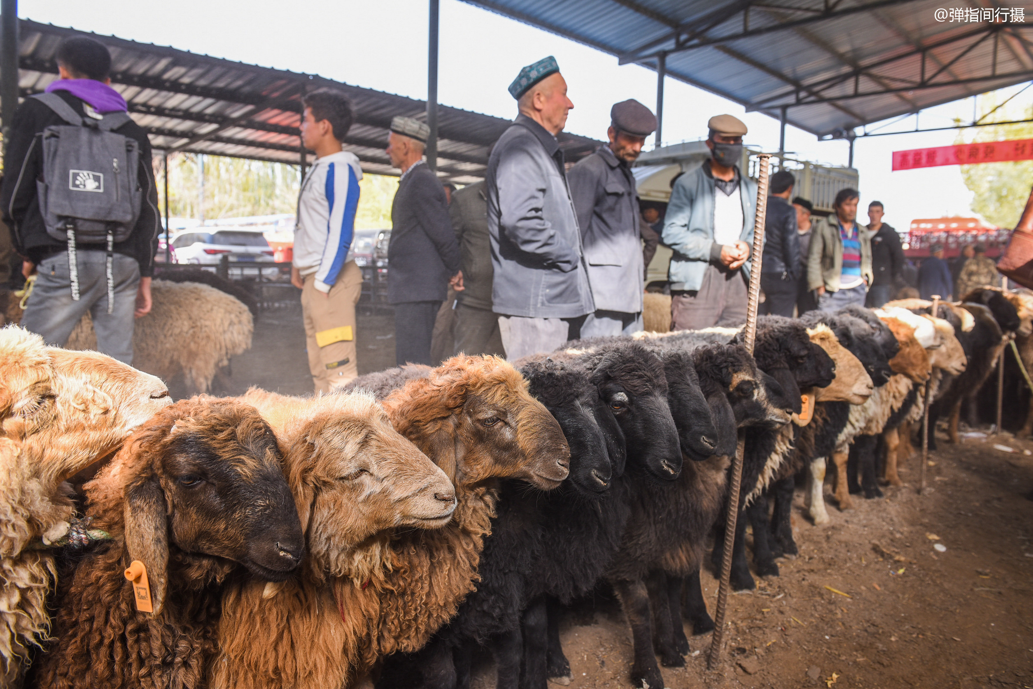 新疆牛羊市场妙趣横生羊群排长队售卖如此壮观场面你见过吗