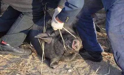 井陉测鱼这个偷猪贼谁认识公安局抓了