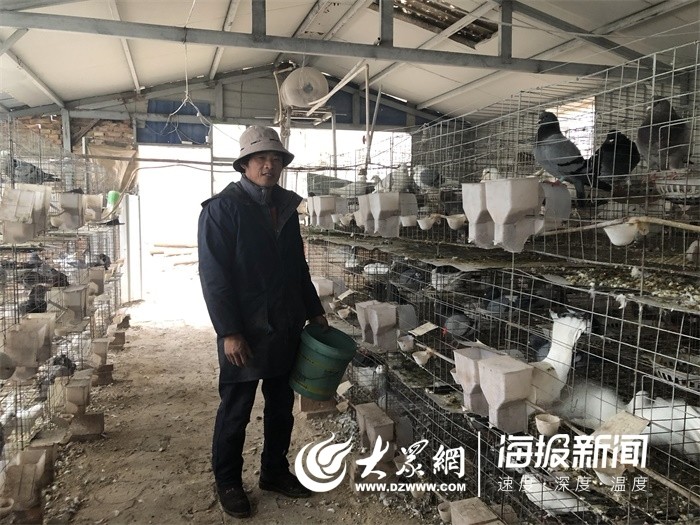 菏泽曹县出了个"鸽子王" 养鸽年收入超10万