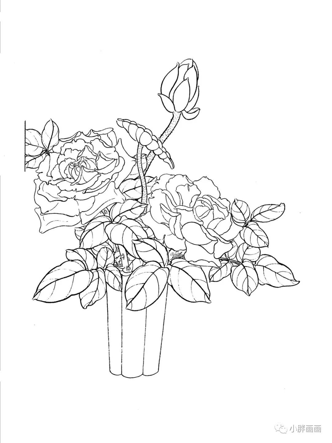 30幅工笔画月季白描高清素材!赶紧收藏