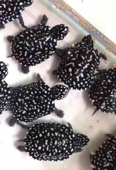 曾经的"王者"斑点池龟,历史价格及走势