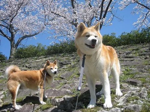 「喵总裁小课堂」傻傻分不清的秋田犬和柴犬