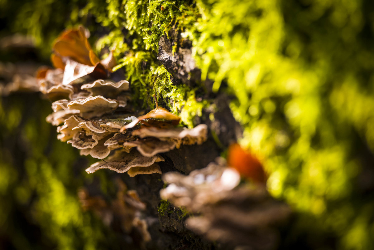 l卡口系统新成员徕卡sl2官方样片图赏