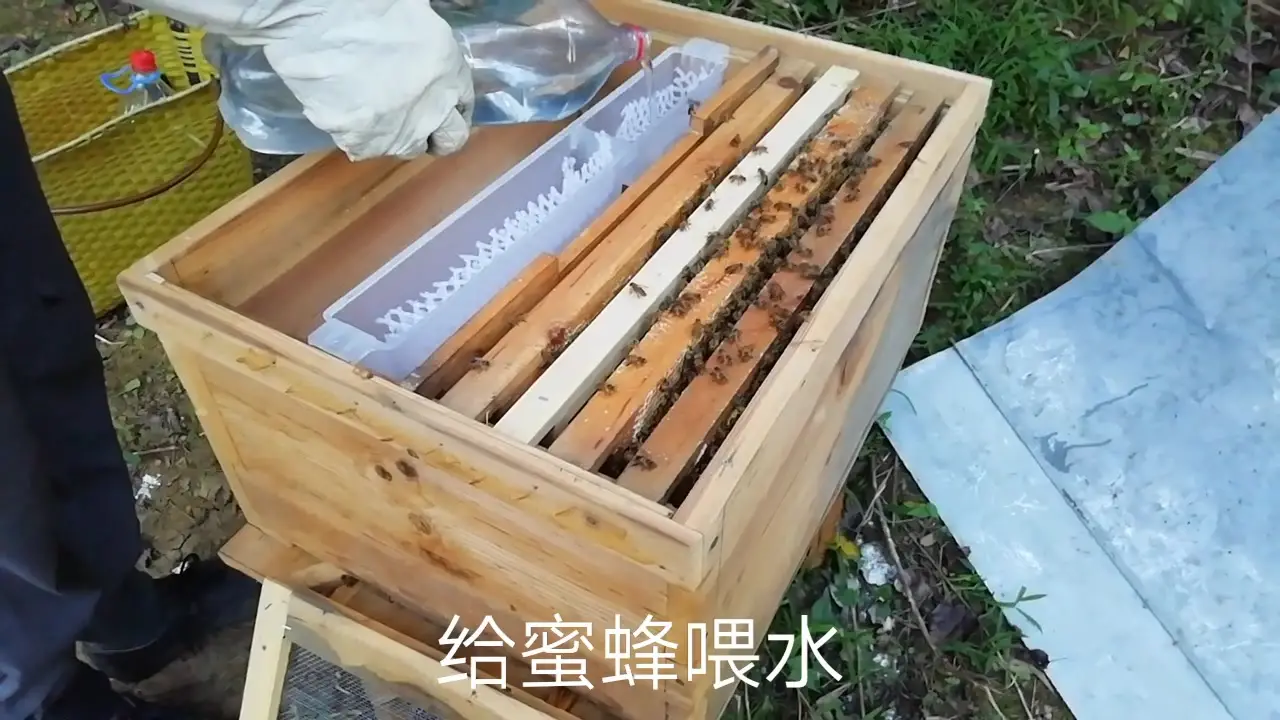 蜂箱里的蜜蜂是怎样喝水的,你们想知道吗?