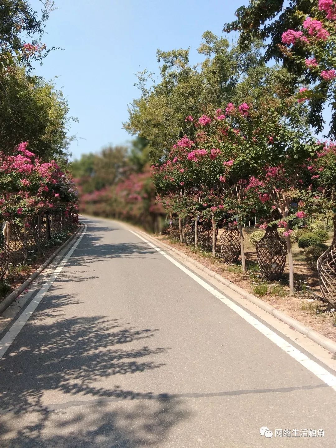 周末畅游紫薇都市田园,徜徉在紫薇花海艺术世界(上)