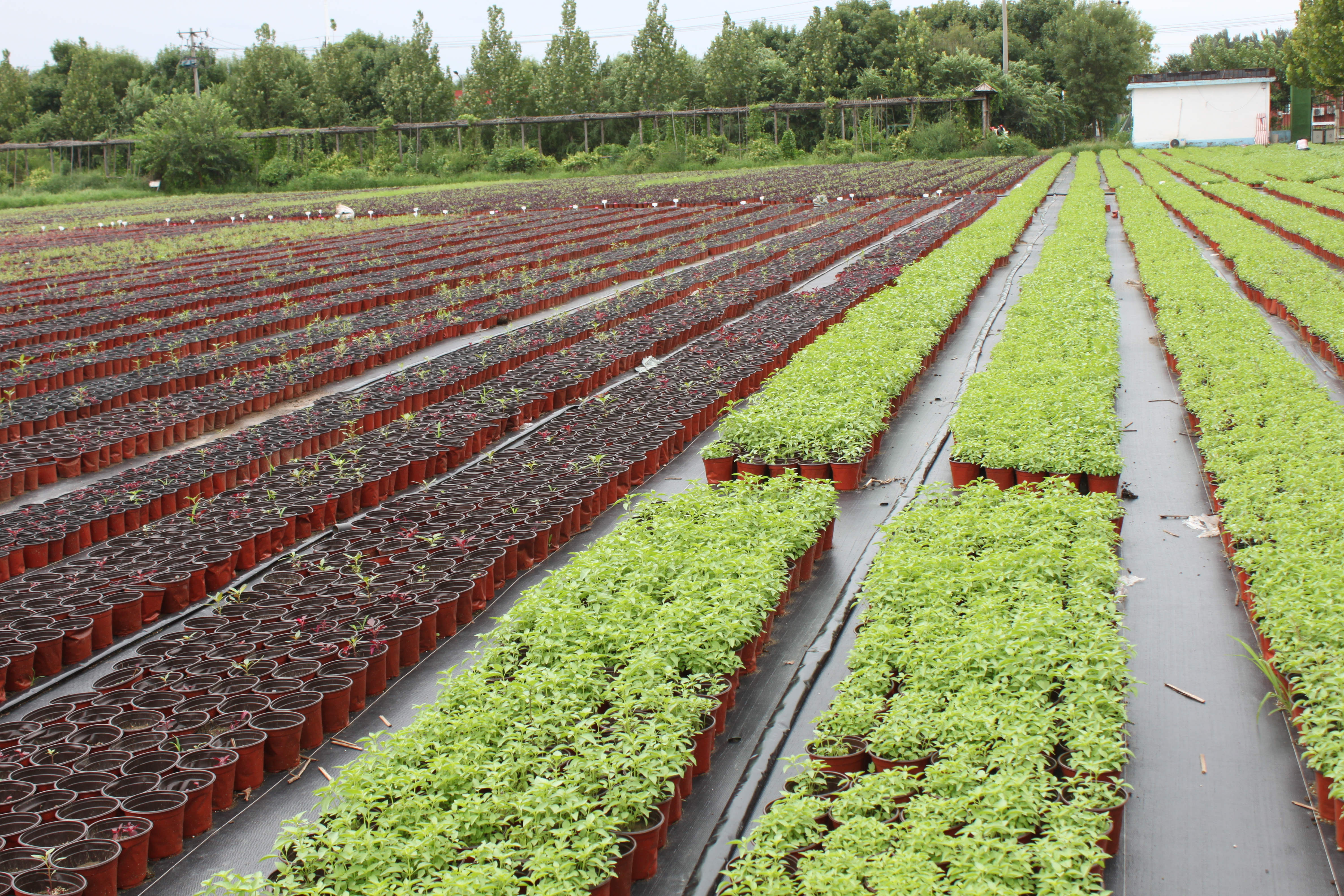 北京200万盆罗勒即将出货__凤凰网