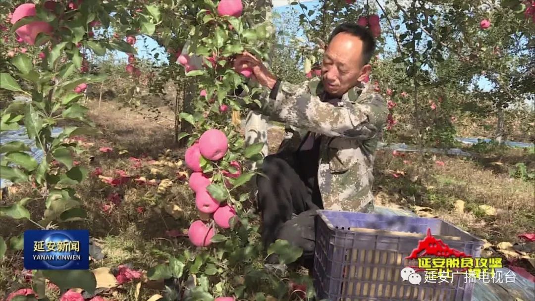 延長縣安溝鎮:多措並舉擺脫貧困 產業興旺迎接小康