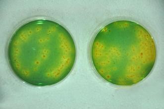 资深养殖户不传之秘教你一招搞定弧菌病