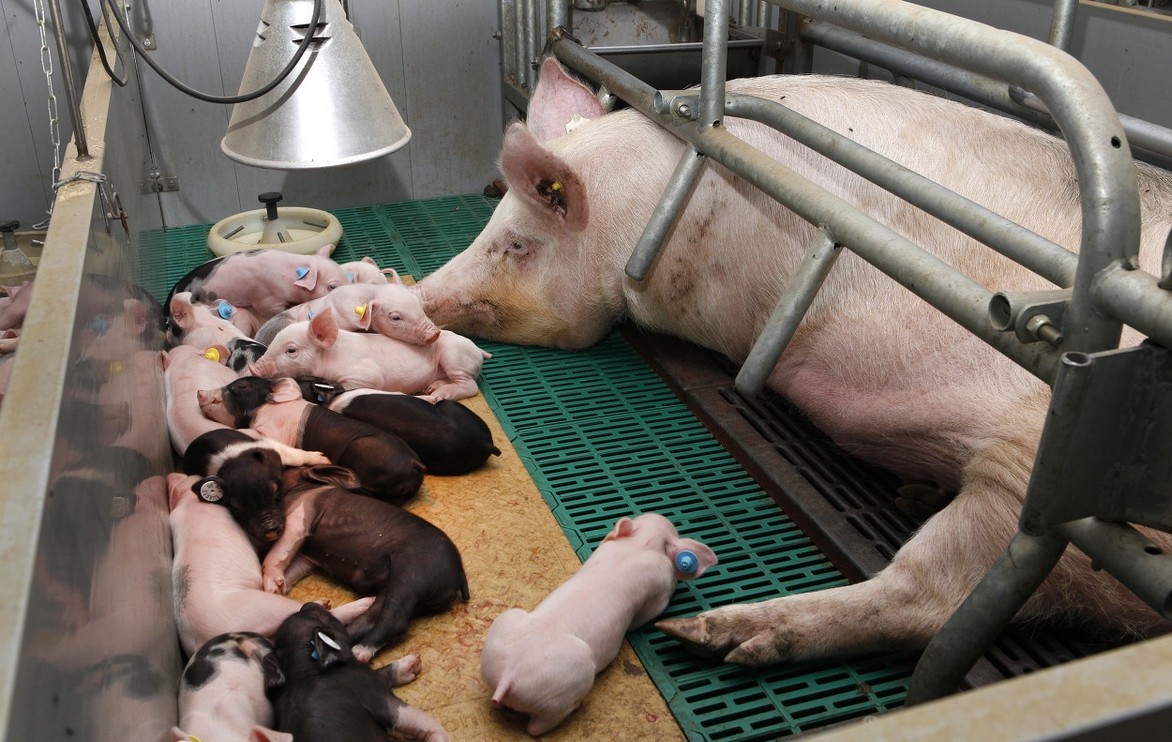 划重点:养猪场繁殖的几个重要阶段!