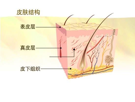 真皮网状层图片