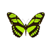 欣赏澜沧江2019年4月底,我有幸去兰坪采风,在飞