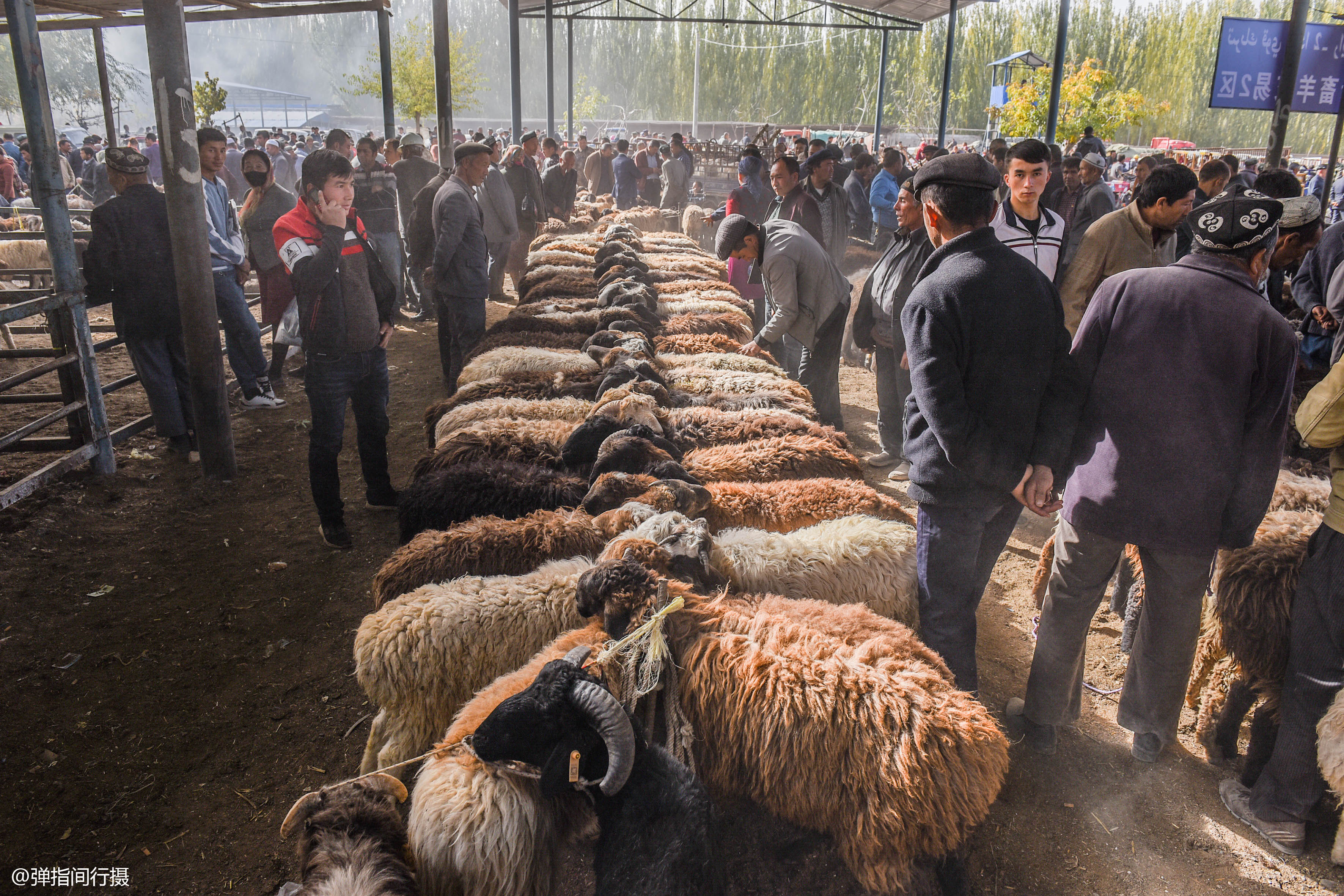 新疆牛羊市场妙趣横生,羊群排长队售卖,如此壮观场面你见过吗?
