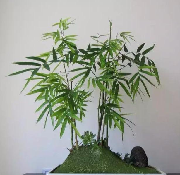 竹子盆景姿态优美你的家里有盆栽竹子吗栽培小技巧可以参考