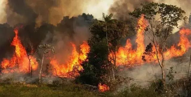 最大的热带雨林亚马逊在燃烧,人类抵抗气候变暖的最后屏障