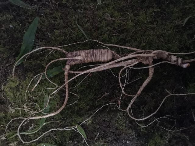 何为池底子参秧子漏这是人参种类中的什么鬼