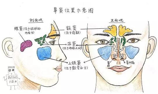 鼻竇的位置和作用