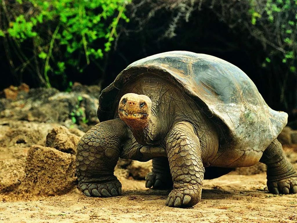 寺庙惊现"天下第一神龟"…古老预言成真,这真的是巧合吗?