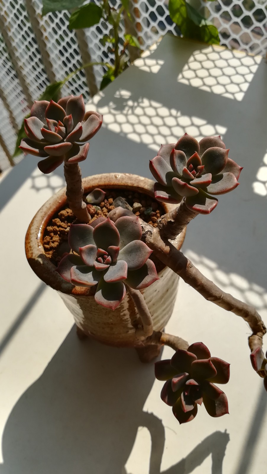 78变大啦种植了一年的姬胧月现在变大了不少,去年