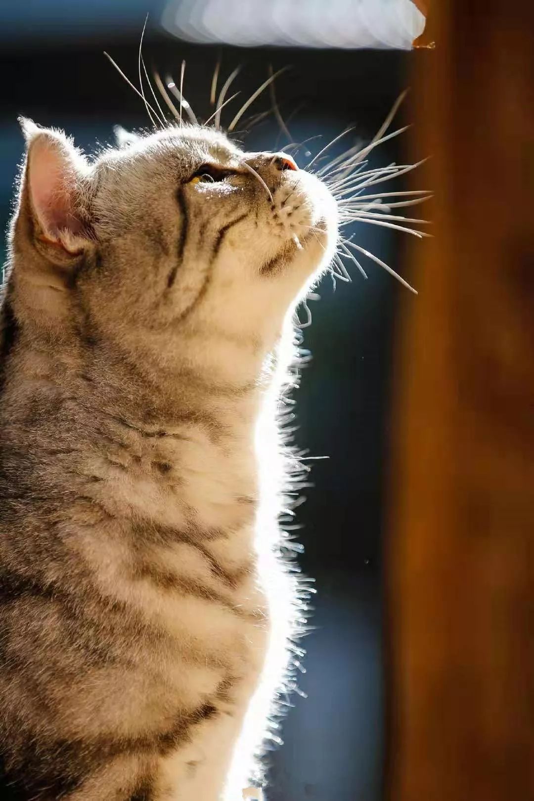 仰头杀!侧脸杀!杀得编束手就擒,瞬间眼亮."知道本督帅了吧?