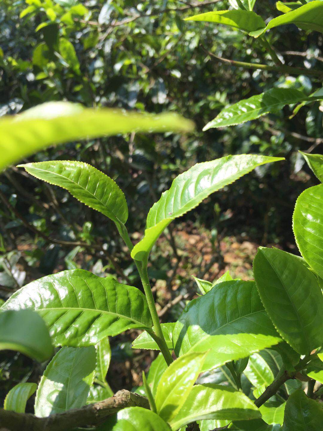 喝普洱茶，真的可以减肥吗？_安欣沙拉酱制造商