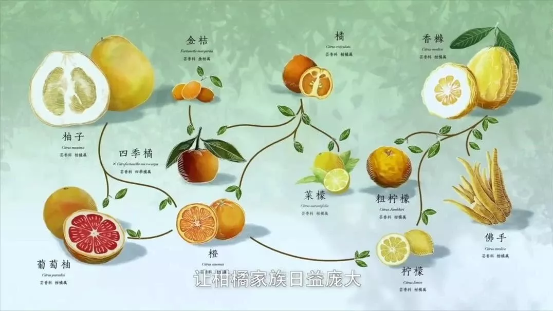 就能杂交出新的物种:橘子和柚子杂交出了橙子,橙子和香橼杂交出了柠檬