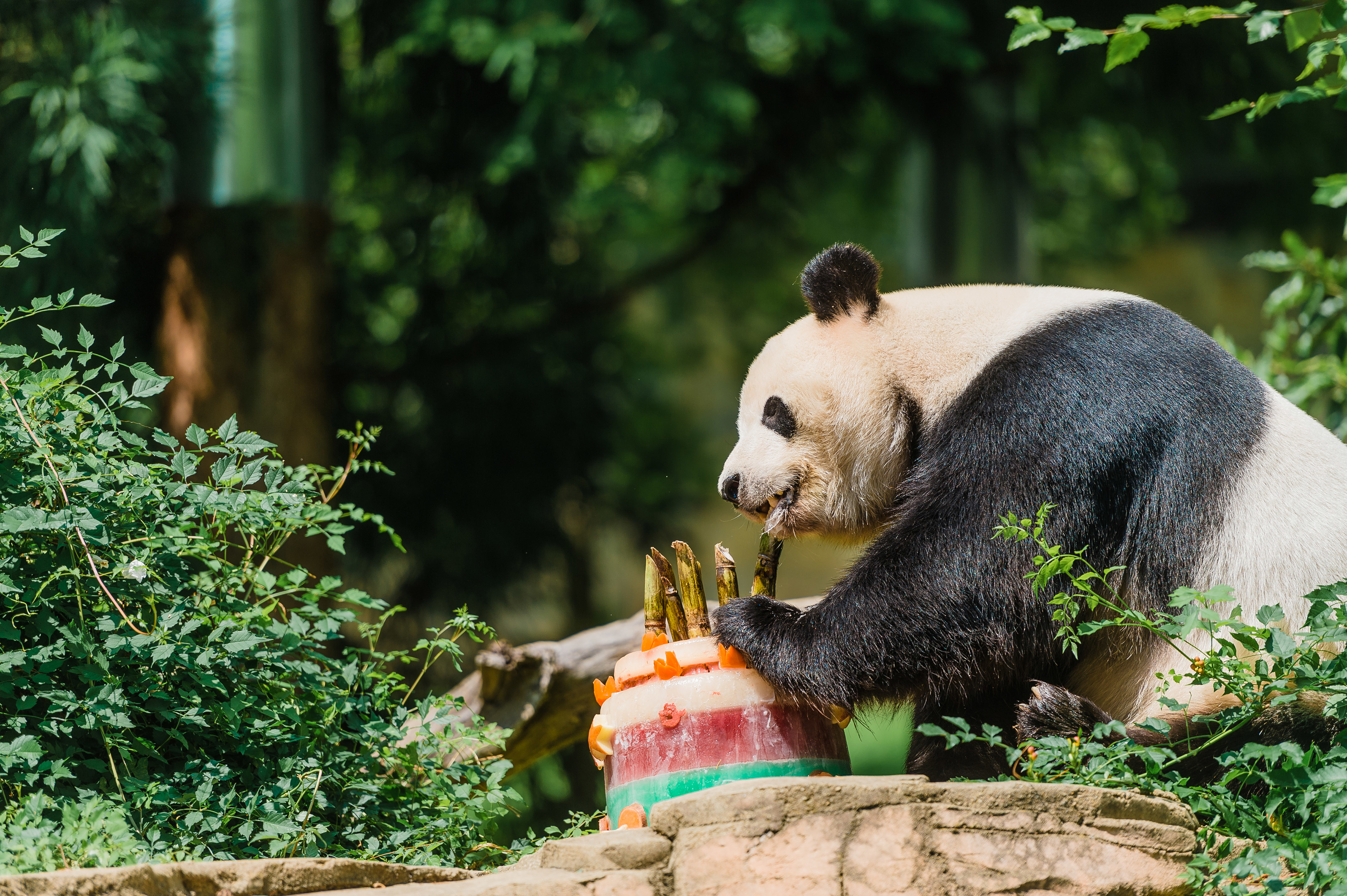 美國國家動物園為旅美雄性大熊貓