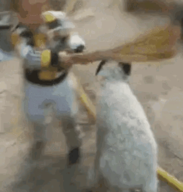 羊:我顶你个肺.