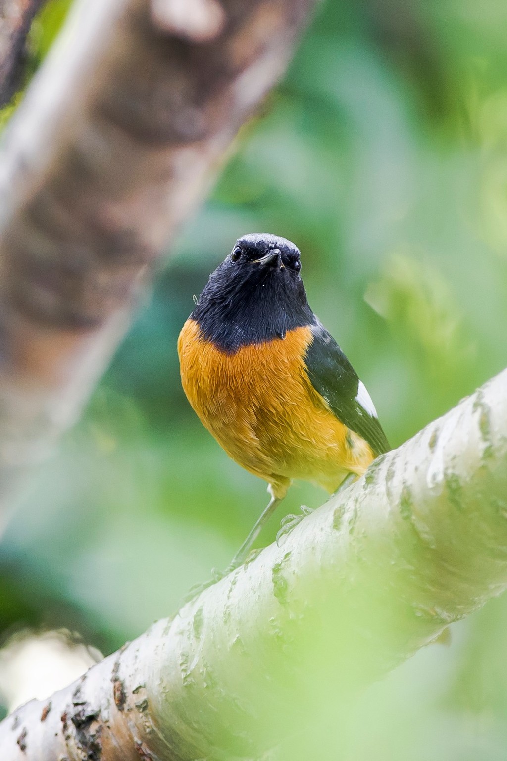 漂亮的北红尾鸲