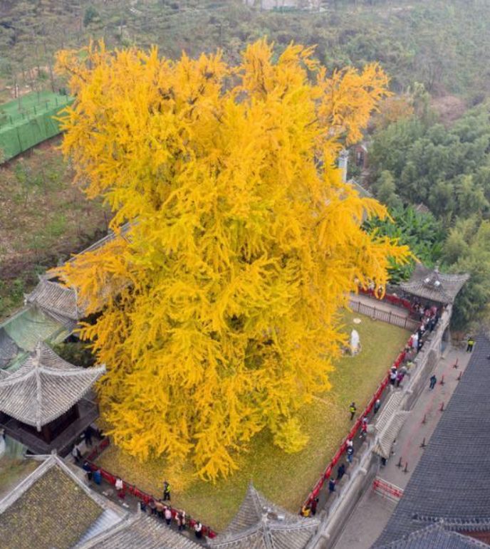 西安一棵1400年的古银杏树在推特上火了