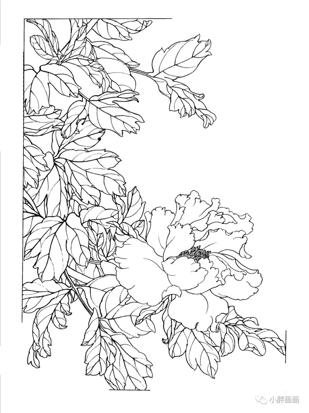 工笔画牡丹白描高清素材赶紧收藏