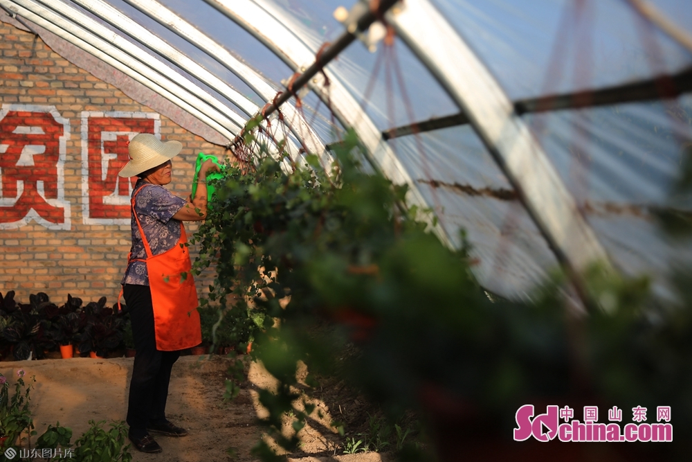 徐小梅曾是大同市广灵县北土岭村的贫困户,近几年在扶贫政策支持下,建