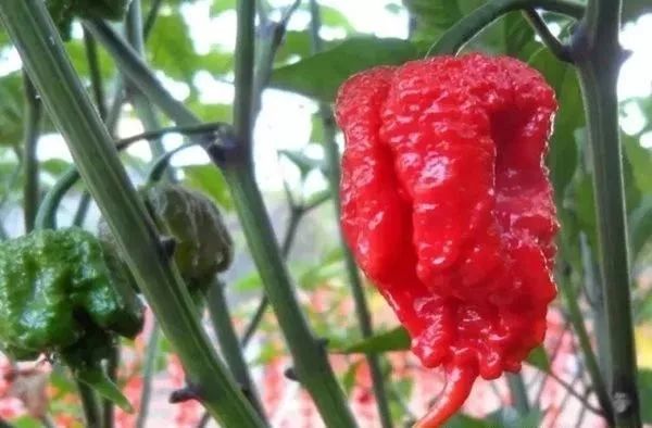 特立尼达蝎子布奇t辣椒
