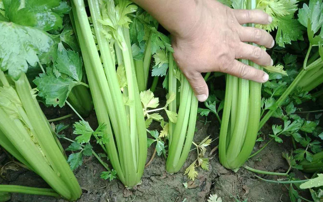 立冬季节要吃苦四苦之一芹菜热卖