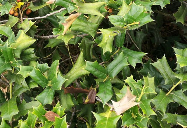 农村常见的猫儿刺树浑身是刺在城里每株能卖上千元