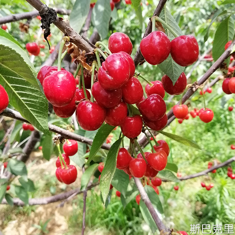 来自加拿大的斯巴克里大樱桃苗耐贫瘠易管理