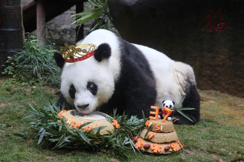 友谊天使大熊猫巴斯是一种和平文化也是一张生态名片2019年巴斯文化
