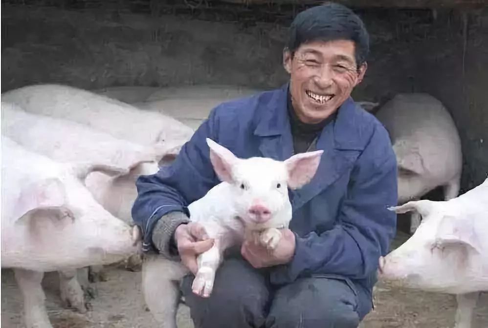 专家：不要忽视小散户在养猪业的重要作用__凤凰网