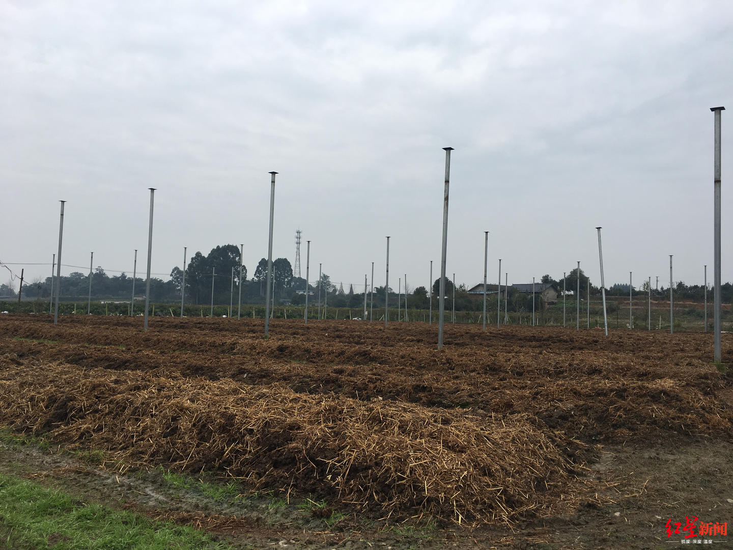 牛粪堆里种蚯蚓,成都这张"蚯蚓床"年产值达上百万__凤凰网