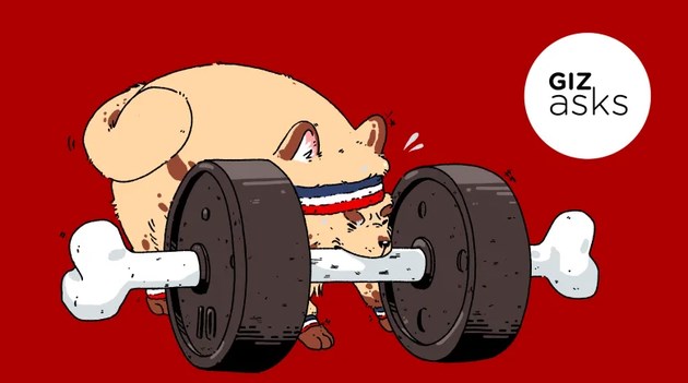 动物会健身锻炼是为获得复杂的生存技能