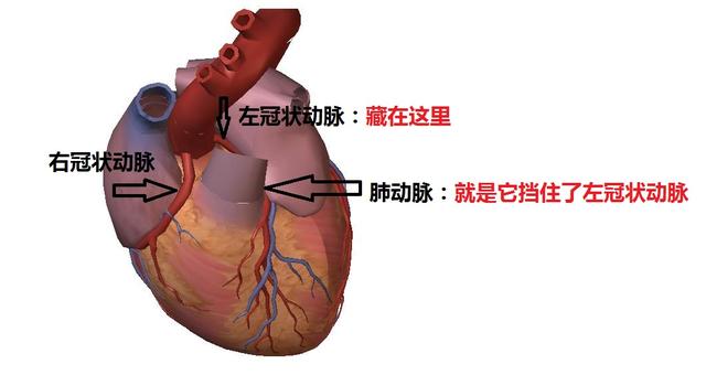 冠上面那个图只能看到右冠状动脉,直接从主动脉分出来,行走在心脏表面