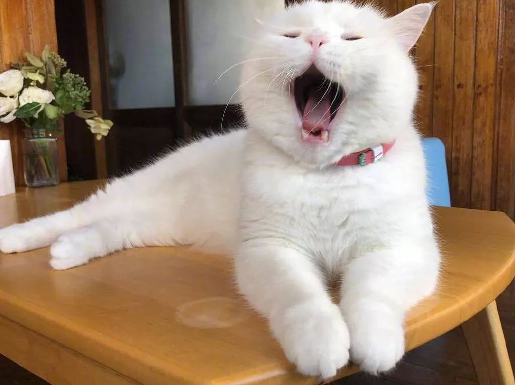 一只很困的猫咪随便抓拍都在打哈欠