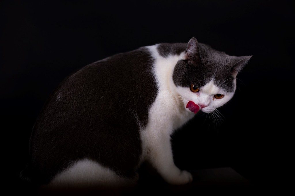 在家干活,贱猫非得捣乱